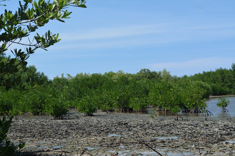 Red mangroves near the waters edge at the Falmouth mangrove forest.
