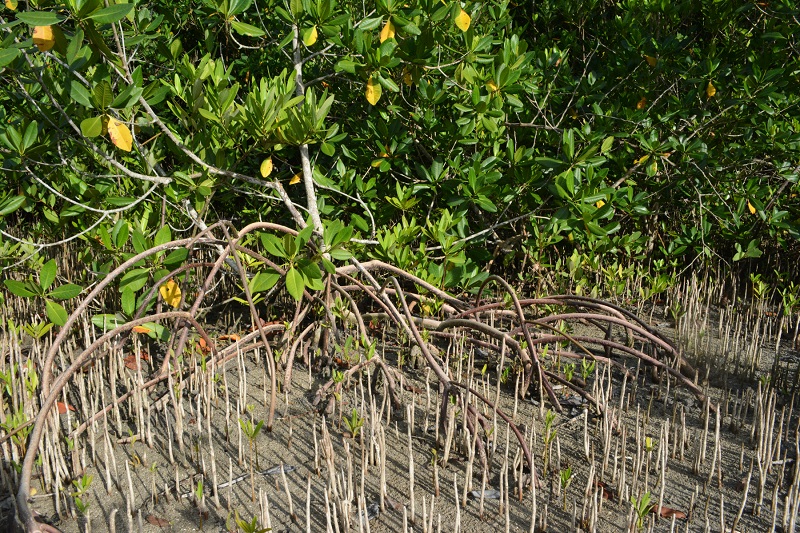 A red mangrove tree with black mangrove pneumatophores (looks like sticks) popping out of the ground.