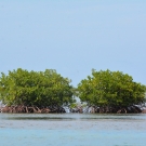 Red mangroves at our new mangrove site at Seville Heritage Park in St. Ann's Bay.