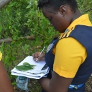 10th grade Biology student from Marcus Garvey Technical School draws and labels the leaves of the three different mangrove trees in Jamaica.