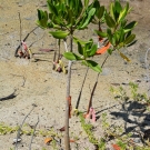 Mangrove propagules (seedlings) that were planted during the first year of the J.A.M.I.N. program.
