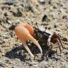 One of the many animals that lives in the mangroves – a fiddler crab.