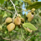 Propagules (seedlings) from the black mangrove tree.
