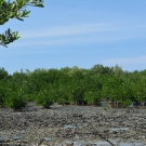 Red mangroves near the waters edge at the Falmouth mangrove forest.