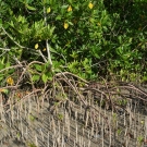 A red mangrove tree with black mangrove pneumatophores (looks like sticks) popping out of the ground.