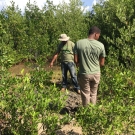 Camilo Trench, Chief Scientific Officer points out the growth of the mangrove seedlings from the prior year's planting.