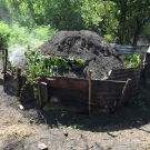 In Jamaica, mangrove trees are chopped down and burned to create charcoal. Here is a large charcoal mound that was burning near the restoration site in Falmouth, Jamaica.