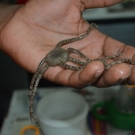 A brittle star, a type of starfish, that we showed to teachers and students when talking about the organisms that live in the mangroves.