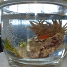 Purple-tipped anemone that we brought to Holland and William Knibb high schools as part of a 