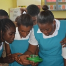 10th graders at William Knibb High School check out marine snails.