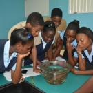 Holland High School students are shocked that some of the organisms, like sea cucumbers, can live near the mangroves.