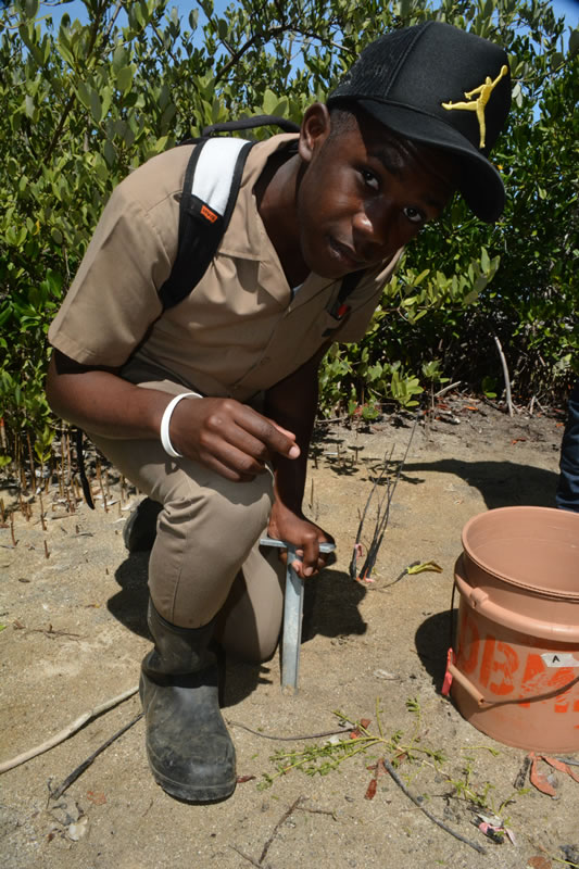 11th grade Biology student at William Knibb High School uses a core sampler to take a sample of soil from his mangrove quadrat. Later, he and his group will use a sieve to determine the size and quantity of the particles in the soil sample. Using a chart, the students will determine the type of soil that is in their plot (i.e. clay, sand).