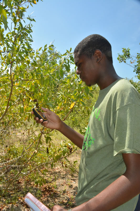 J.A.M.I.N. year 2 student from William Knibb High School prepares to use a GPS. The student will record the location of the mangrove trees that he and his group are monitoring in their mangrove plot and later the students will map the mangroves.