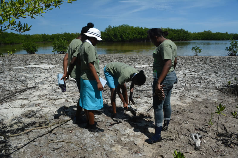 William Knibb High School students dig a hole to collect water from their mangrove plot. The students will measure the salinity, dissolved oxygen, and pH of the water.