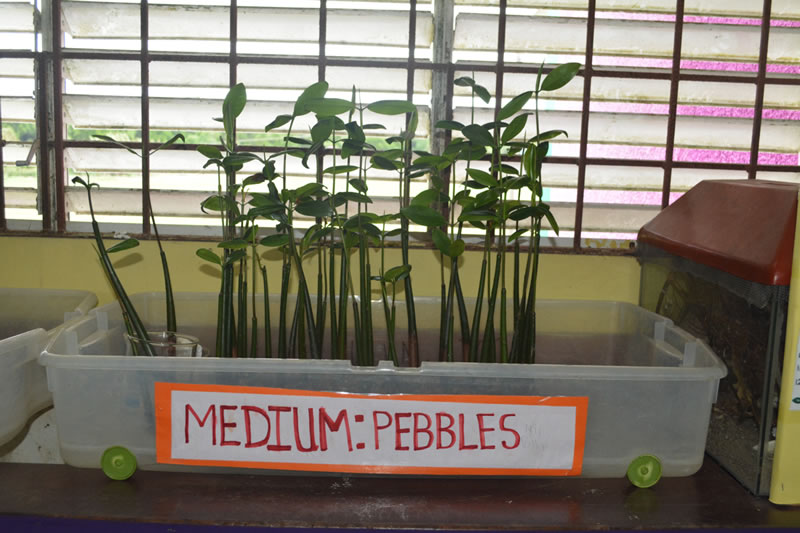 In the J.A.M.I.N. year 1 program, students grown mangrove seedlings in the classroom from September until May. This year, due to Hurricane Matthew, we started in November, so the propagules are not as tall, but they are still growing tall.