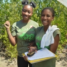 Classmates at William Knibb High School work together to collect and record data about their mangrove plot.