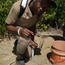 11th grade Biology student at William Knibb High School uses a core sampler to take a sample of soil from his mangrove quadrat. Later, he and his group will use a sieve to determine the size and quantity of the particles in the soil sample. Using a chart, the students will determine the type of soil that is in their plot (i.e. clay, sand).