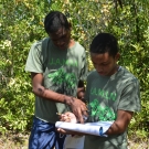 Student groups at William Knibb High School work together to collect and record data in their mangrove plot. This student is explaining to his classmate that he has recorded the latitude and longitude of one of the mangrove trees in their plot.