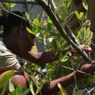 A student from William Knibb High School carefully measures the trunk of a mangrove tree as part of the year 2 J.A.M.I.N. program.