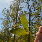 Director of Education, Amy Heemsoth finds evidence that there is some type of bug feasting on the mangrove leaves at the Falmouth Restoration site.