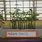 The J.A.M.I.N. program is conducted using project-based learning. Typically, for eight months, students grow mangrove seedlings in the classroom in three different types of media: sand, mangrove mud, and pebbles. The students measure the growth of their propagules and then at the end they determine which media was the best type for mangrove seedlings to grow in.