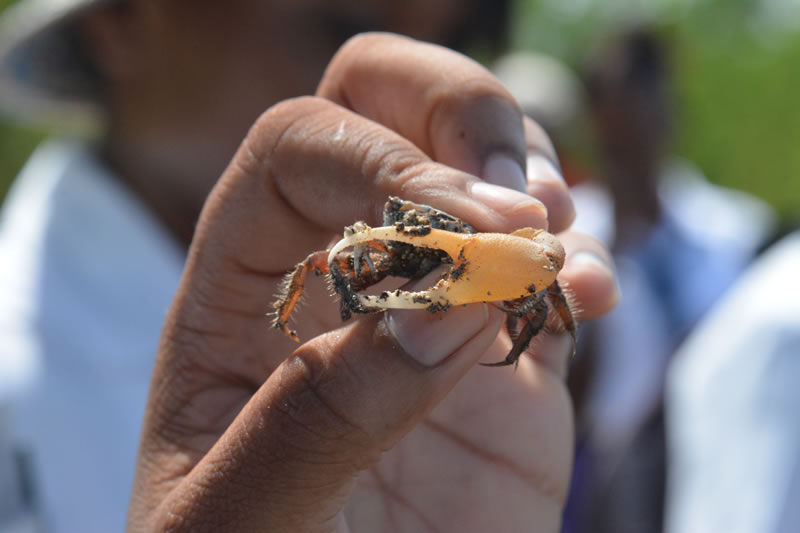 A student holds up a fiddler crab, one of many species that makes its home in Jamaican mangrove forests.