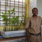 William Knibb student stands next to the mangrove propagules to show the scale. 