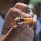 A student holds up a fiddler crab, one of many species that makes its home in Jamaican mangrove forests.