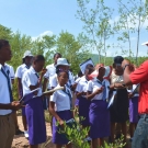 UWI Discovery Bay partner, Camilo Trench, teaching students from William Knibb High School about black mangroves.