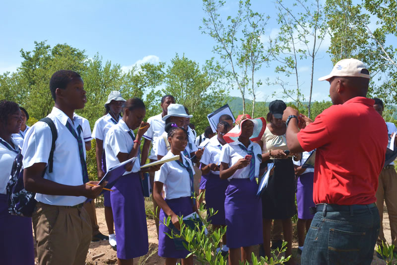 UWI Discovery Bay partner, Camilo Trench, teaching students from William Knibb High School about black mangroves.