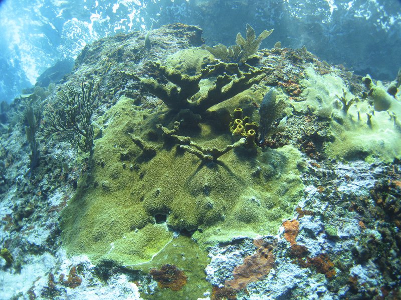 Elkhorn Coral dominates this scene with Sea Rods, Sea Fans, and Yellow Tube Sponges