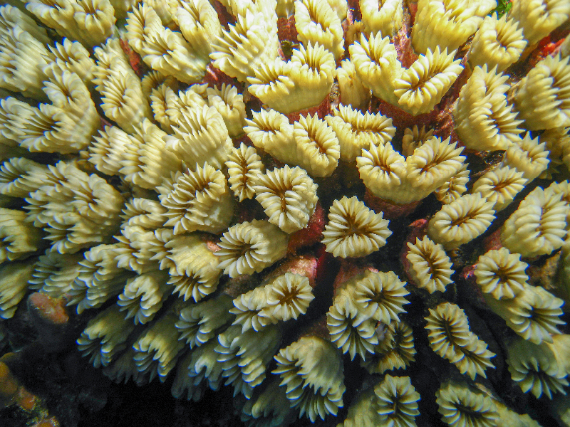 Smooth Flower Coral