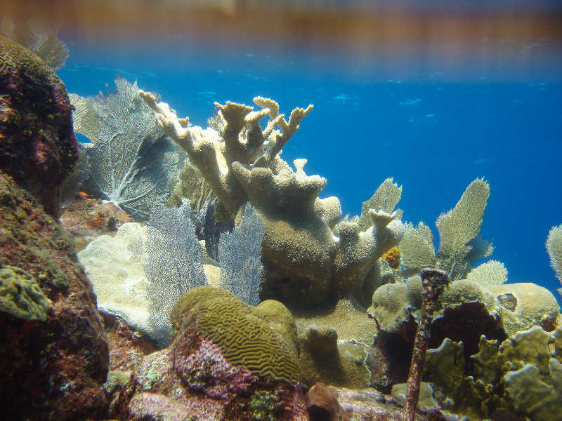 This coralscape contains Elkhorn Coral, Symmetrical Brain Coral, Blade Fire Coral, and Sea Fans.