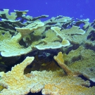 Elkhorn Coral