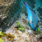 Princess Parrotfish