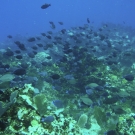 Ocean Surgeonfish dominate this coralscape.