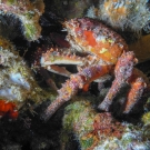 Channel Clinging Crab