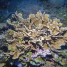 Lettuce Coral