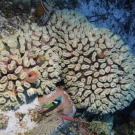 Smooth Flower Coral