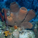 Brown Tube Sponge