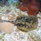 Yellow Stingray