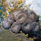 Atlantic Mushroom Coral