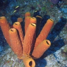 Yellow Tube Sponge