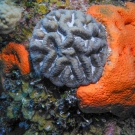 Sinuous Cactus Coral