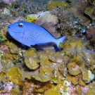 Sargassum Triggerfish