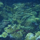 Elkhorn Coral