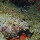 Juvenile Spotted Drum