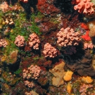 Orange Cup Coral