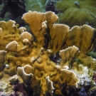 Blade Fire Coral