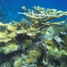 Elkhorn Coral